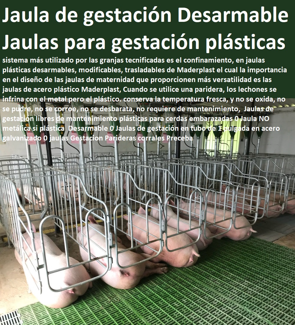 Jaulas de gestación libres de mantenimiento plásticas para cerdas embarazadas 0 Jaula NO metálica si plástica  Desarmable 0 Jaulas de gestación en tubo de 1 pulgada en acero galvanizado 0 jaulas Gestacion Parideras corrales Preceba Jaulas de gestación libres de mantenimiento plásticas para cerdas embarazadas 0 Jaula NO metálica si plástica  Desarmable 0 Jaulas de gestación en tubo de 1 pulgada en acero galvanizado 0 como criar marranos, cómo criar cerdos técnicas modernas, manual para criar cerdos, como hacer un criadero de cerdos, cría de cerdos rentabilidad técnicamente, como engordar cerdos con maíz tecnificado, instalaciones para cría de cerdos, jaulas Gestacion Parideras corrales Preceba